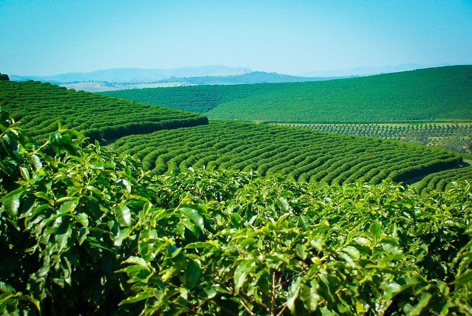 US Agriculture Industry Reacts to Brazil’s Rising Success