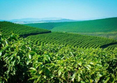 US Agriculture Industry Reacts to Brazil’s Rising Success